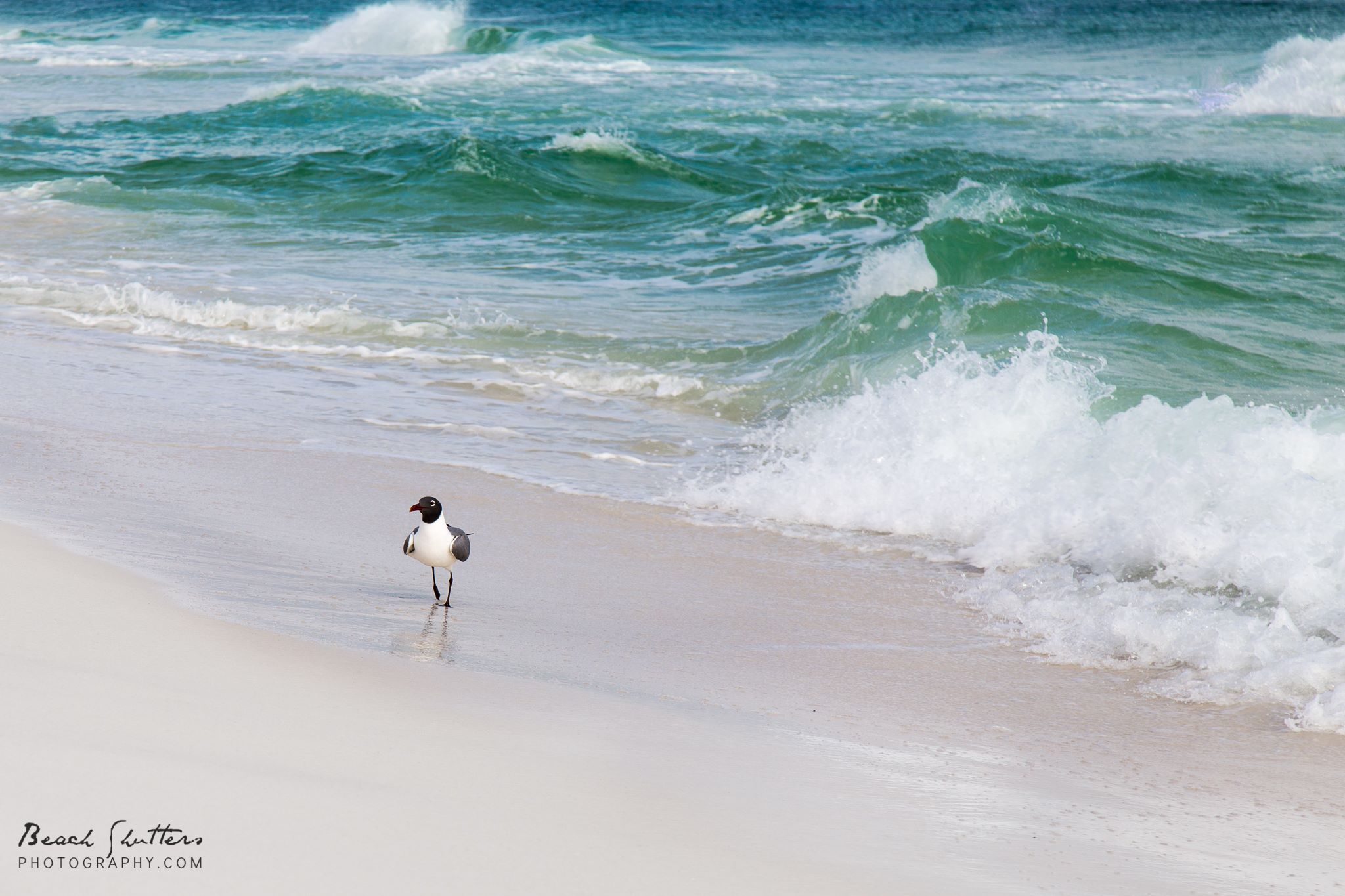 Orange Beach Alabama photographers